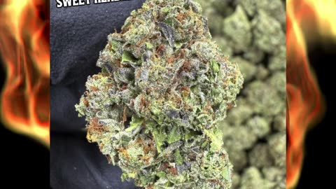 Gary Payton THCa Flower | Top Shelf Indoor | 31% Potency | Euphoric Hybrid | #THCa #thcahemp #hemp