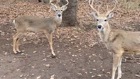 Hungry Deer Herd Beg for Corn Mixture