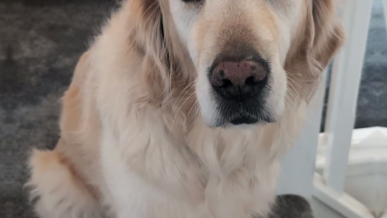 This Dog 'Lucy' makes the funniest noise...😂