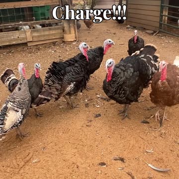 Allan are in Charge!!!