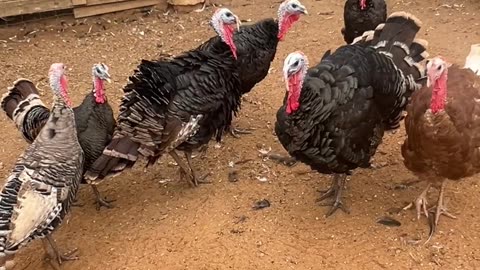 Allan are in Charge!!!