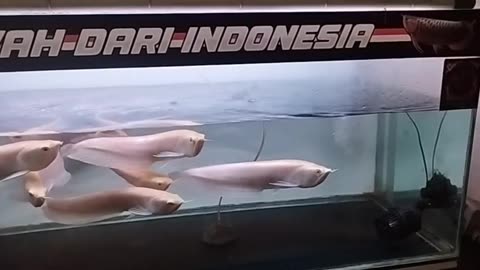 MAINTENANCE OF ARWANA ORNAMENTAL FISH