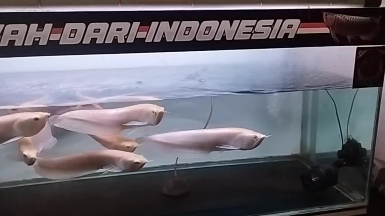 MAINTENANCE OF ARWANA ORNAMENTAL FISH