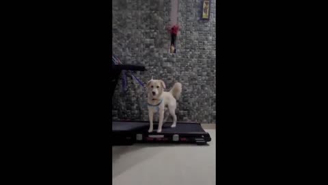 Multitask dog