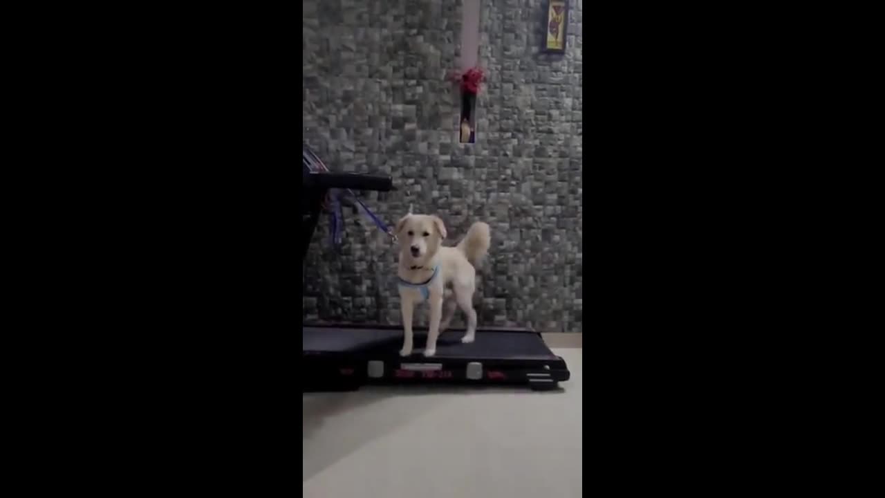 Multitask dog