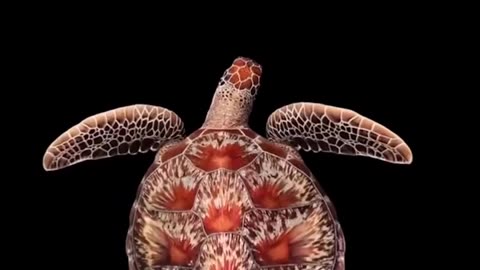 Sea Turtle
