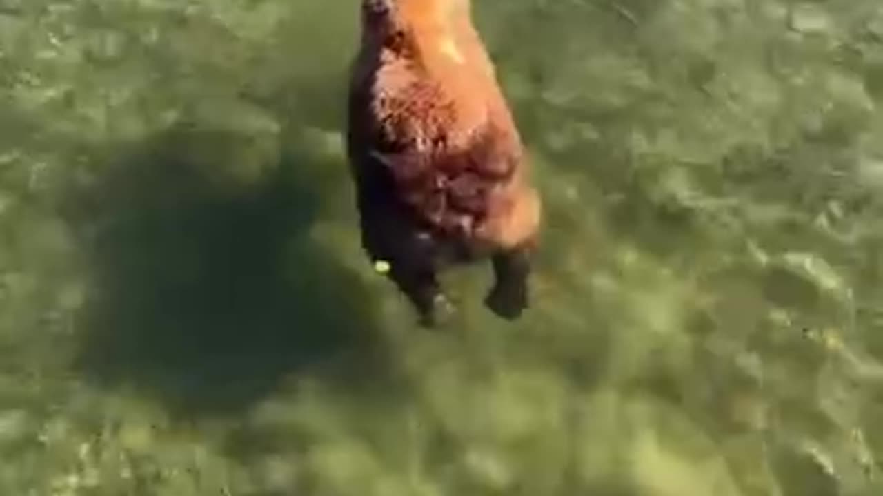 Here fishy fishy fishy