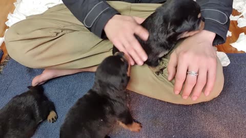 Cún Con Loki: Có Ai Muốn Bế Về Nuôi Không? Rottweiler Gervi