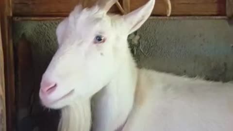 雨の日の山羊小屋にいる山羊さん