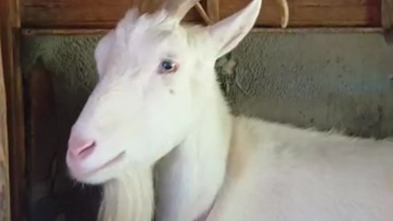 雨の日の山羊小屋にいる山羊さん