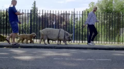 ‎Piglets vs Piglets in the Hidden Milk Wars | Secret Life of Farm Animals | BBC Earth