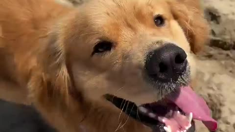 Adorable Dog
