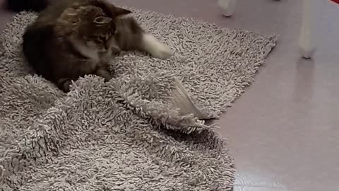 Cute cat funny moment ❤️🌸