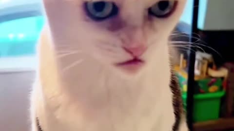 Very funny video about cats