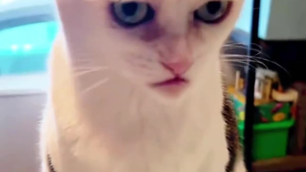 Very funny video about cats