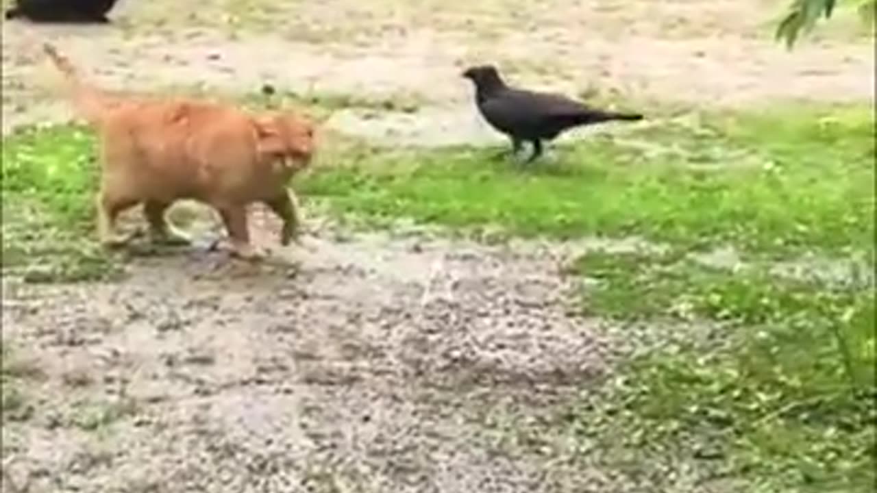 Best Funny Animal Compilation Ever!” 2025