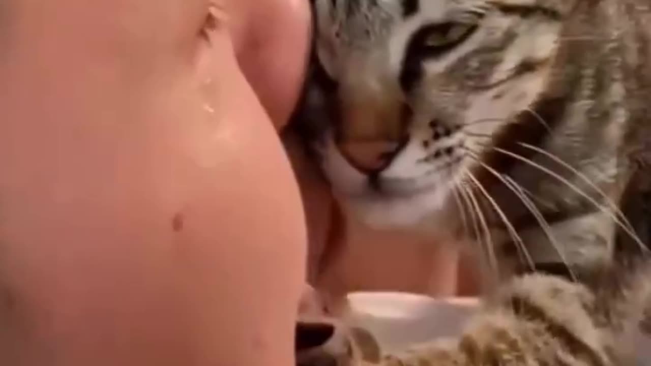 😘❣️Los 😸#Gatitos 🫂#Confortan 👩🏻‍🎨en 👨🏻‍🔬la 😜#Tristeza. - 👧🏻#PsicólogaInfantil.👍