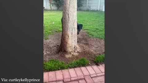 🤣 Funny Dog Videos 2025