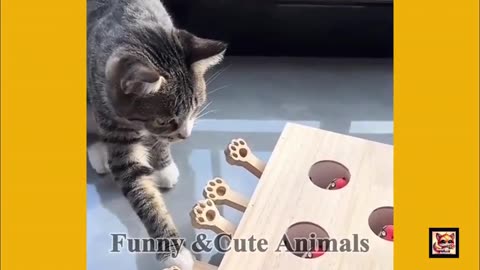 Caturday Funny & Cute