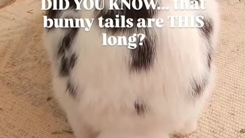 🤯✨ Think You Know Bunnies? Think Again! | FeedMyCuriosity