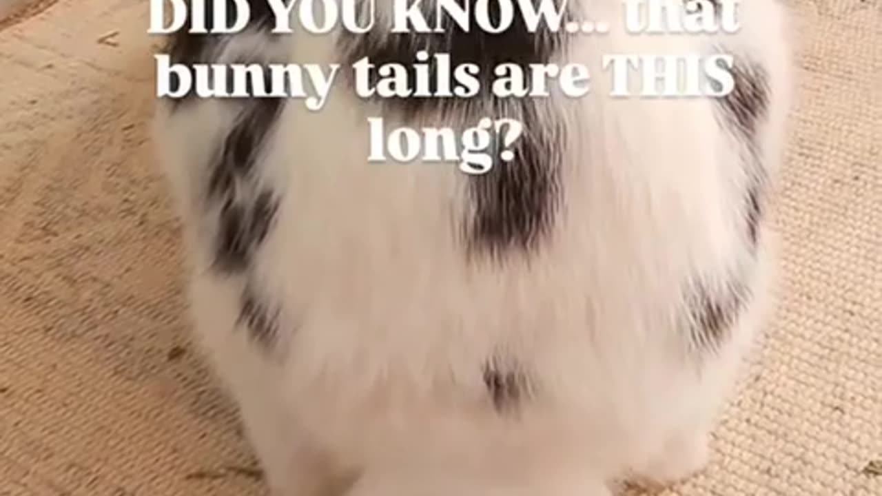 🤯✨ Think You Know Bunnies? Think Again! | FeedMyCuriosity