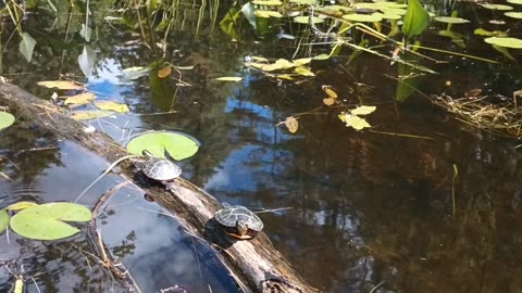 Painted Turtles