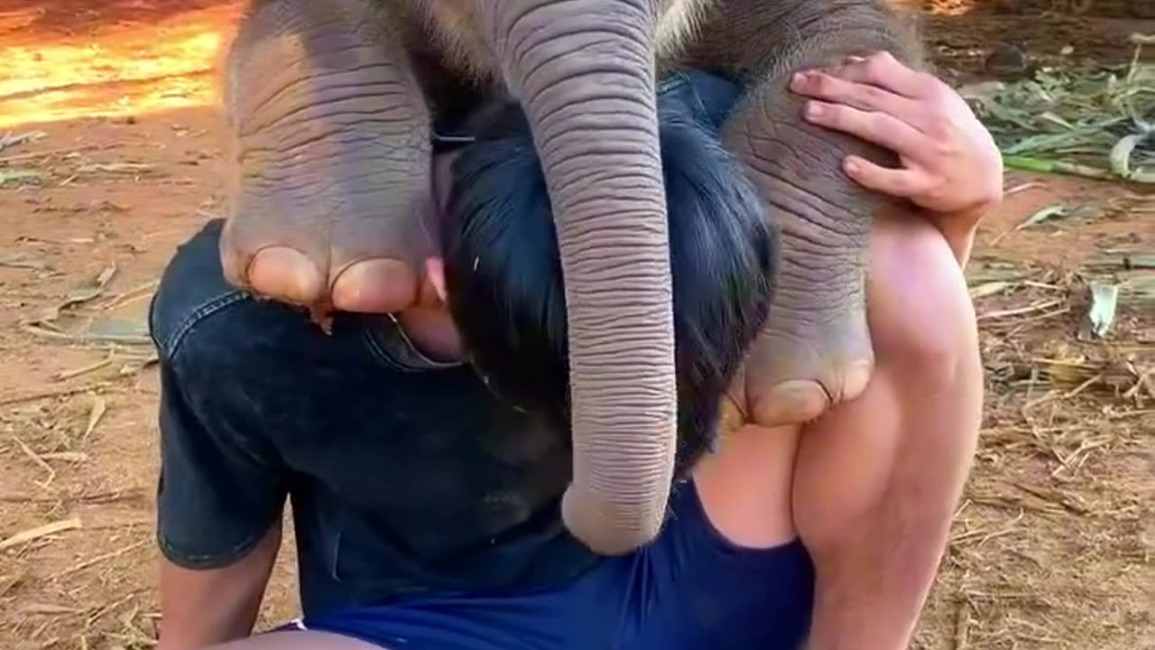 Lovely baby eelephant