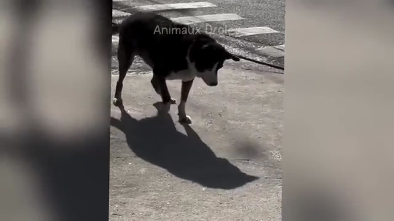 Funniest Animal 🐕 🐶 😁 😂 videos