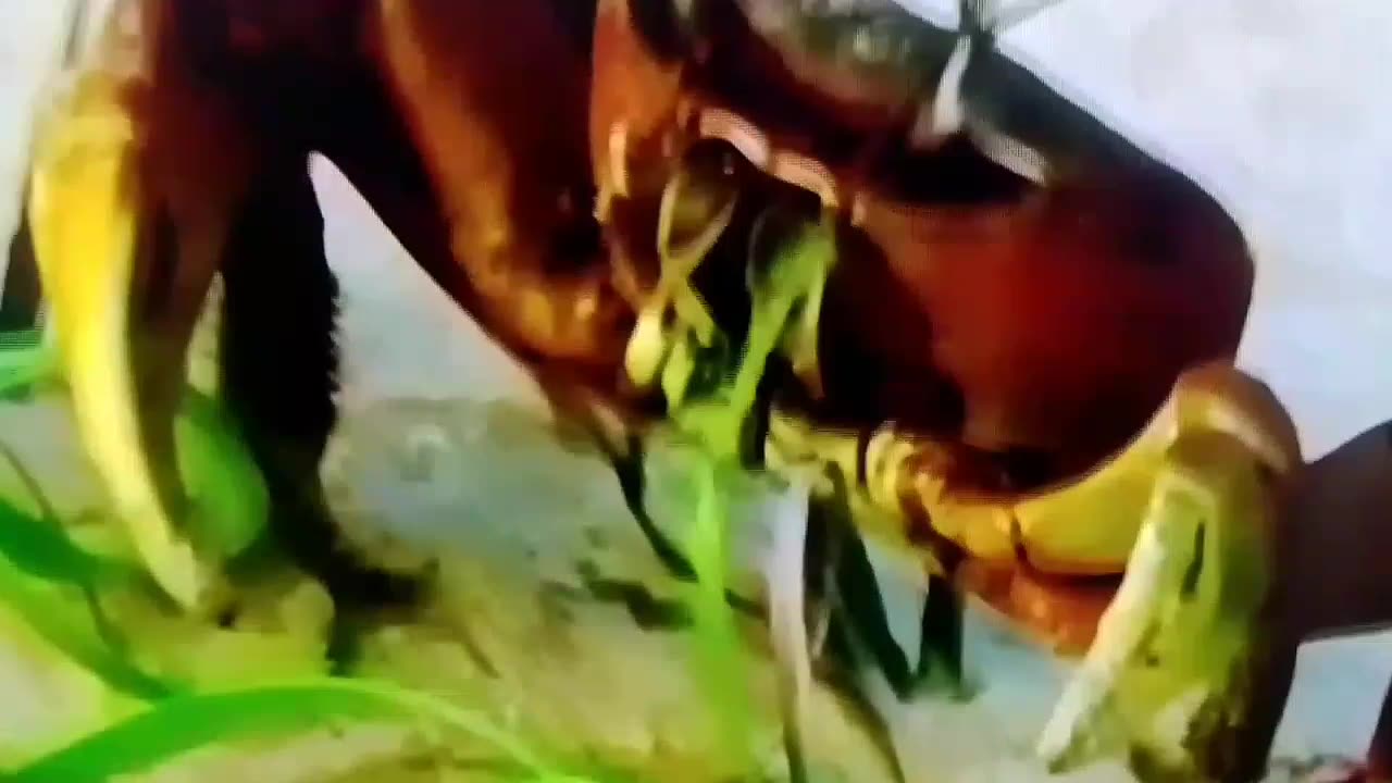 The Fascinating World of Insects