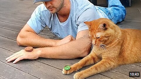 Cats Outsmart Humans 😂 Funny Cats Videos 2025