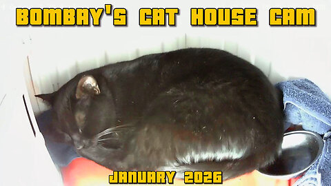 Bombay 's Cat House Cam - January 2026