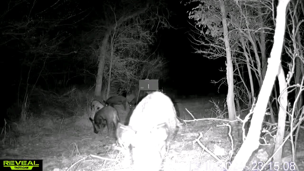 Fat ol Hogs!