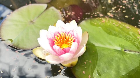 🪷First time blooming in 2.5 years 😍