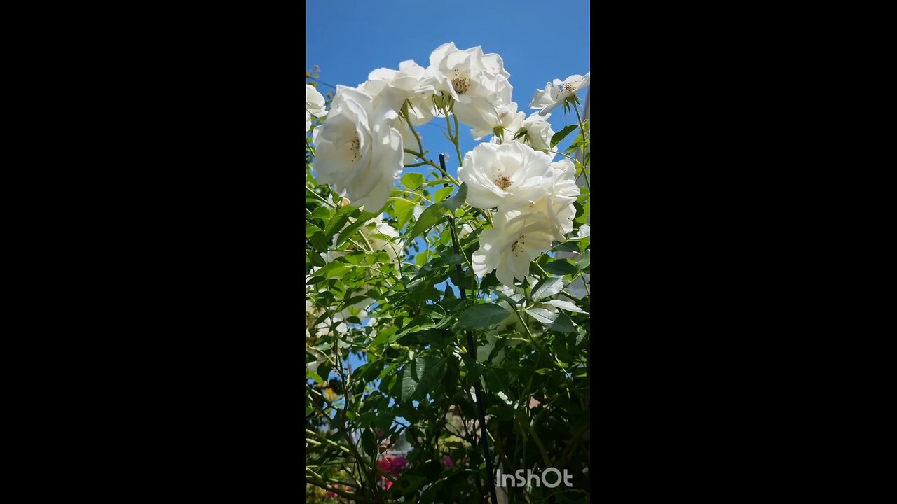 enjoy roses