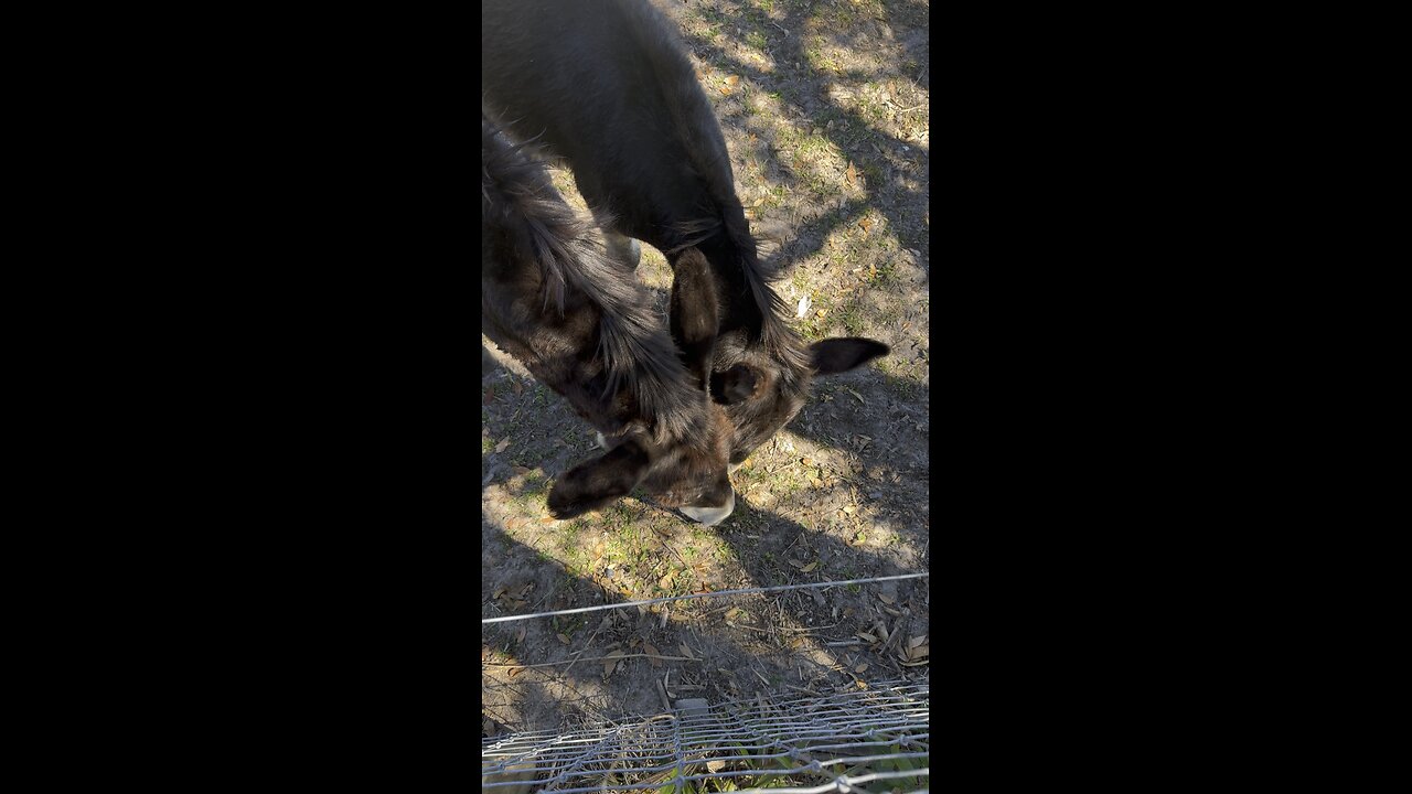 Donkeys are are not