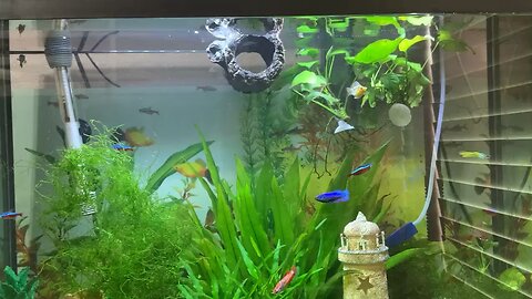 My Beautiful fish tank