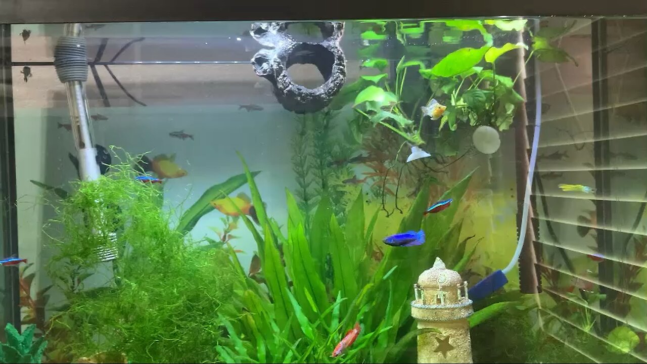 My Beautiful fish tank