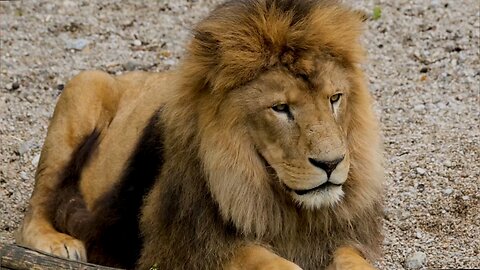 the secret behind loin's #immunity. how they #survive #deadly #viruses and #piosons