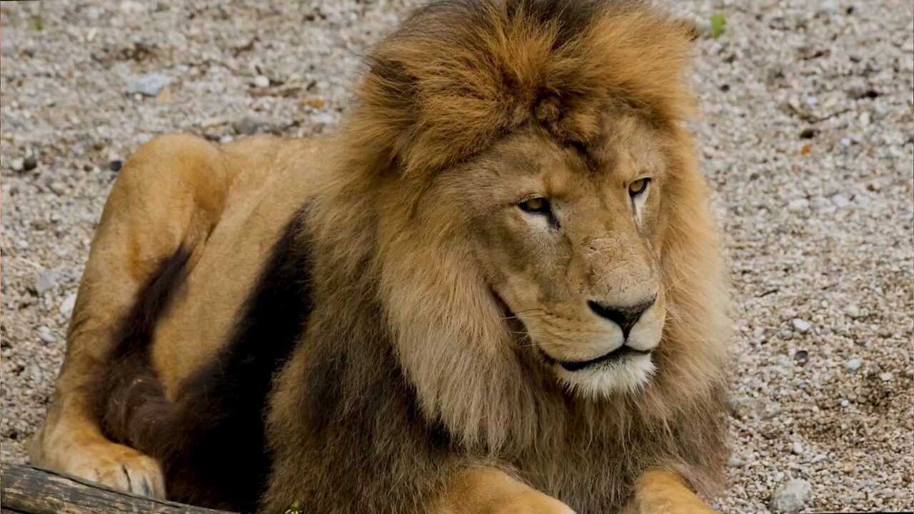 the secret behind loin's #immunity. how they #survive #deadly #viruses and #piosons