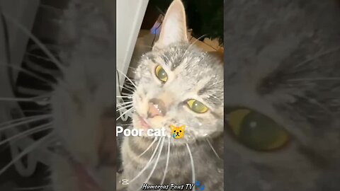 Warning: These Animals Will Make You Cry Laughing!