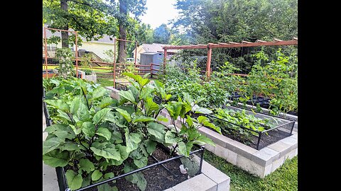 Summer is coming, Everything is growing (2025)
