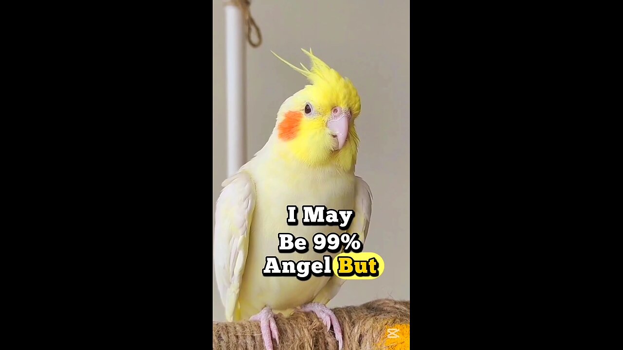 Just Look at That Face- Cute Cockatiel