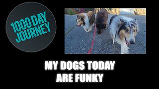 1000 Day Journey 0829 All My Dogs Today Are Funky