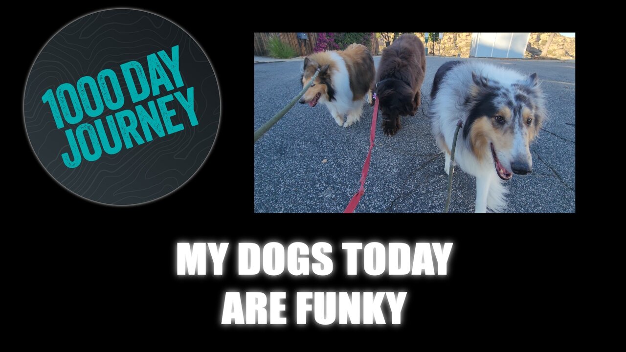 1000 Day Journey 0828 All My Dogs Today Are Funky