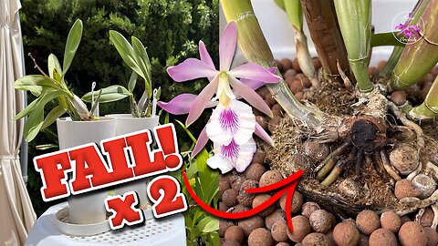 Orchid Repot Extremes | Dealing with No Roots & Rhizome Pseudobulb Rot Winter DAmage #ninjaorchids
