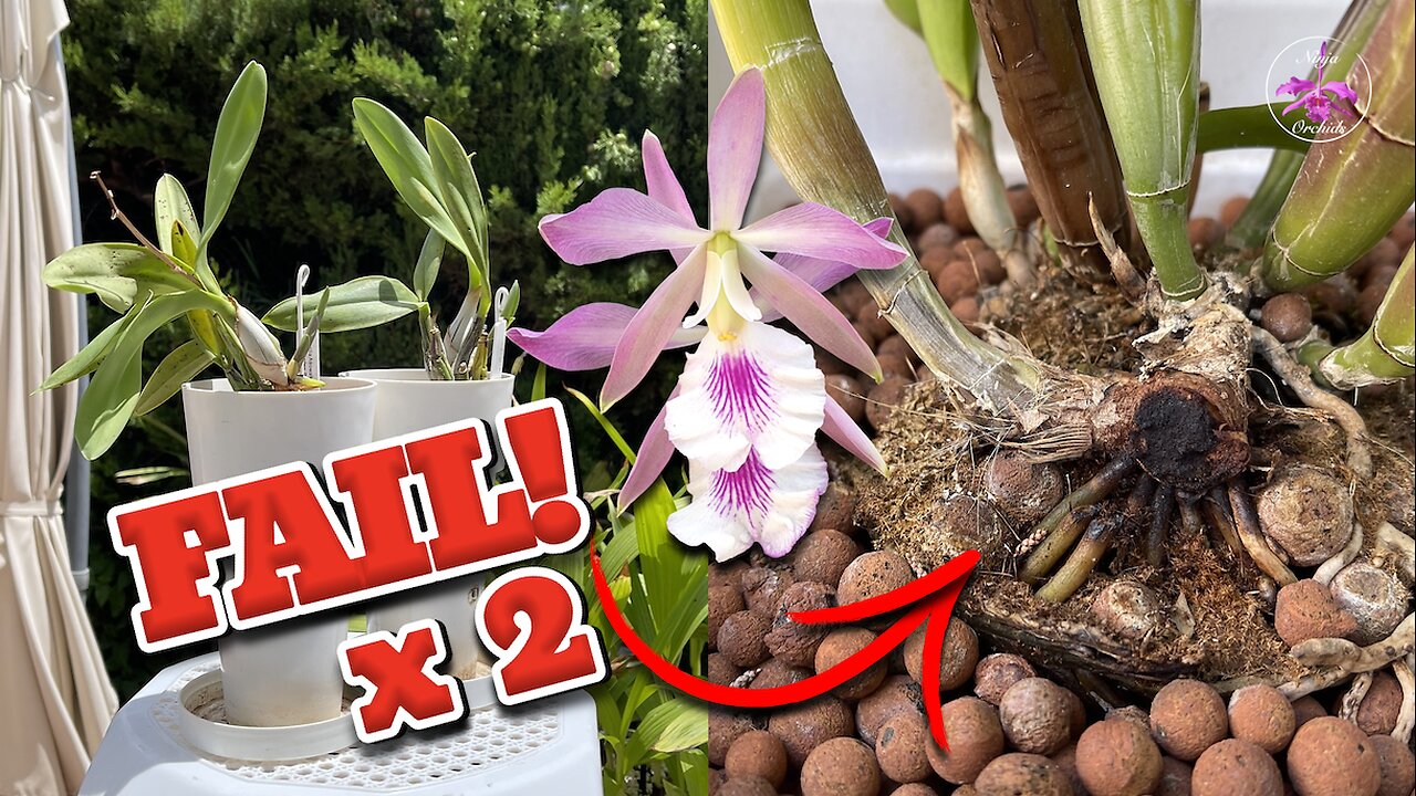 Orchid Repot Extremes | Dealing with No Roots & Rhizome Pseudobulb Rot Winter DAmage #ninjaorchids