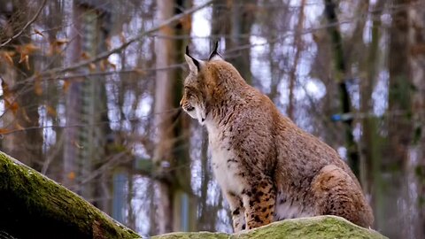 #cutcatmoments #animl #animllover