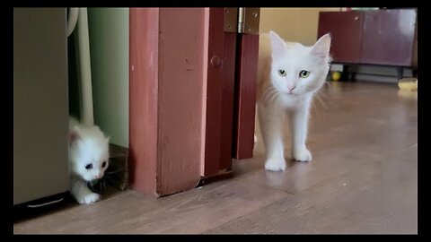 A mother cat calls her white kitten to come with her. Mother cat talks to kitten😺