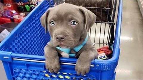 2025’s Funniest Dogs & Cats 😂 You Won’t Stop Laughing! | You Laugh You lose 😍😸😹 #Ep77