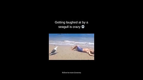 Getting Laughed at by a Seagull is Crazy 🤣